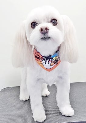 大脇ココアちゃん