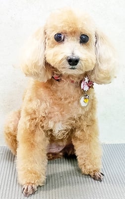 小野ハナちゃん