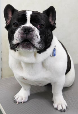 池田ゲンタちゃん