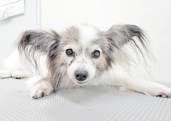 松元ミニーちゃん