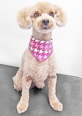 山小田チコちゃん