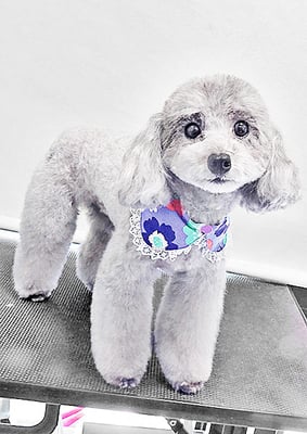 田中ロビンちゃん