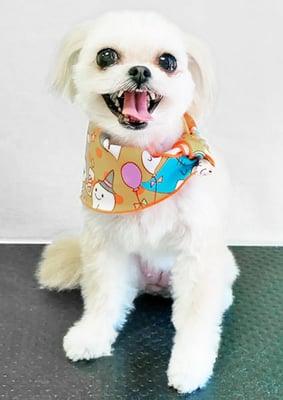 外城戸ルビーちゃん