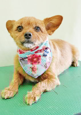 助村るぅちゃん