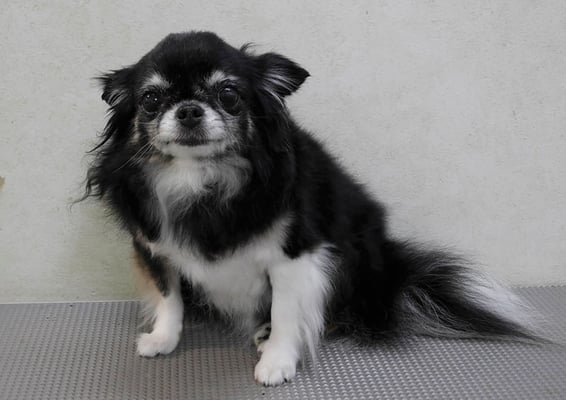 森崎クロちゃん