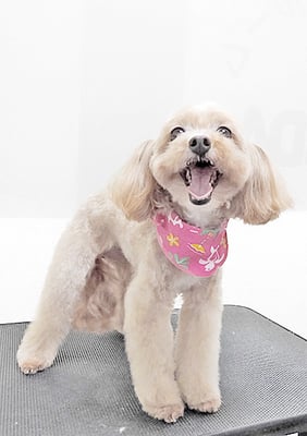 清正メイちゃん