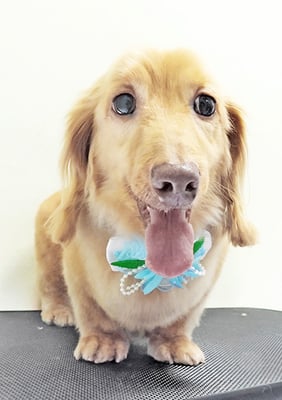 前薗パルちゃん