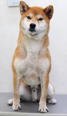 大田ソラちゃん