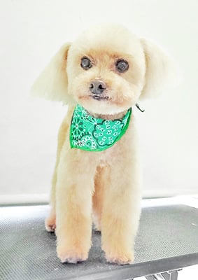 野口ティガちゃん