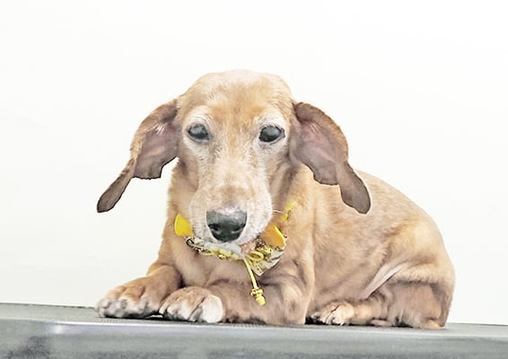 別府モモちゃん