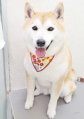 小村ゆずちゃん