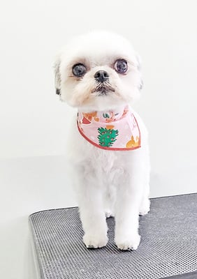 四反田マロンちゃん