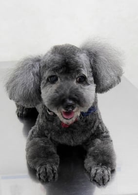 本渡プリンちゃん