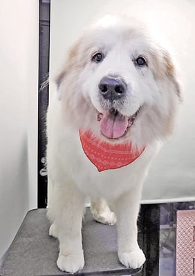 田代メイちゃん