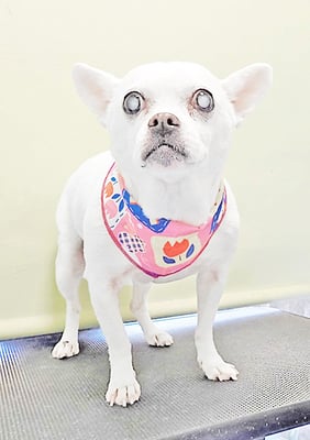 新山ランちゃん