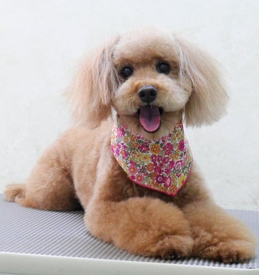 上小鶴チェリーちゃん