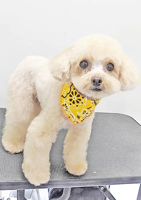 辻チロルちゃん