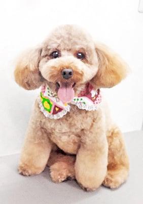 榎元チョコちゃん