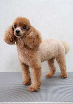 森崎ネネちゃん