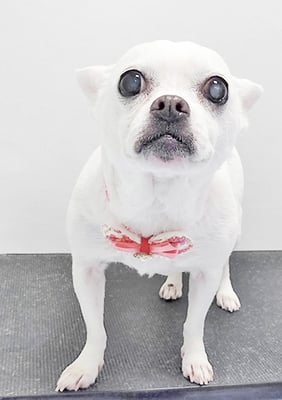 新山ランちゃん