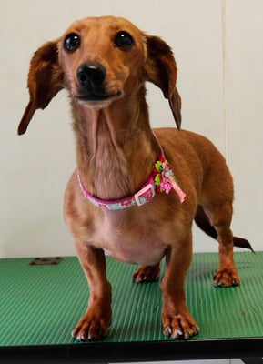 別府モモちゃん