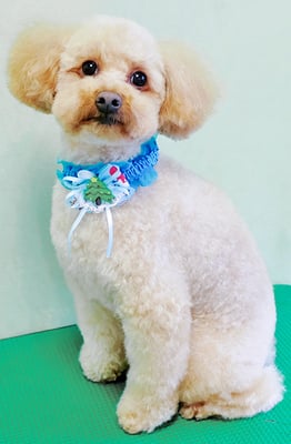 藤久保くうたちゃん