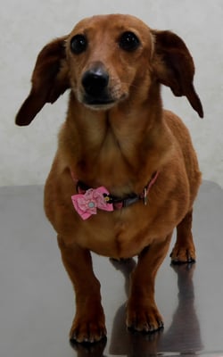 別府モモちゃん