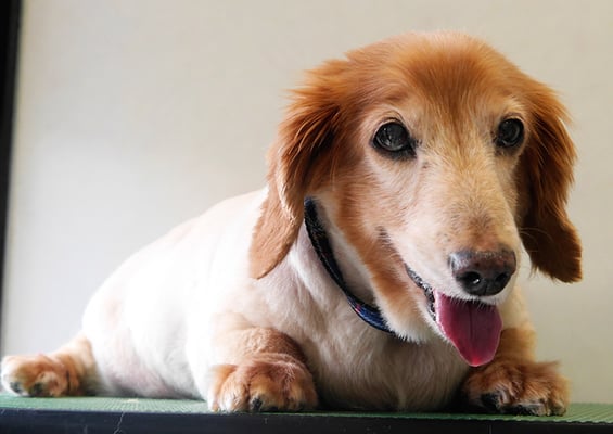 別府リンちゃん