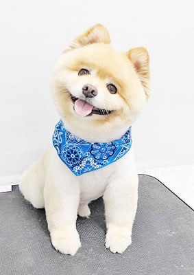 中間小次郎ちゃん