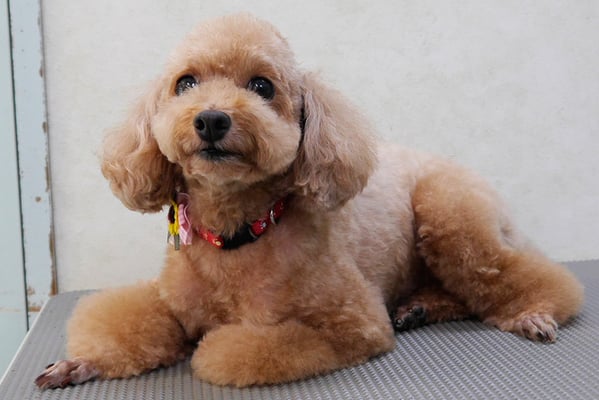 上小鶴チェリーちゃん