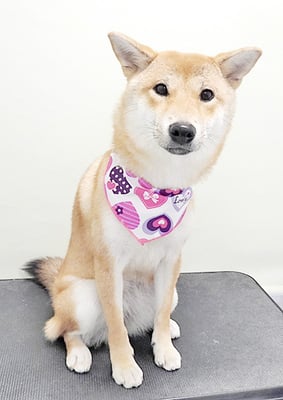 玖須ルビーちゃん