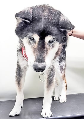 松木イチちゃん