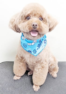 新屋敷コウちゃん