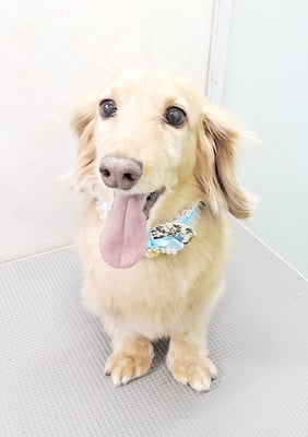 片山マルルちゃん