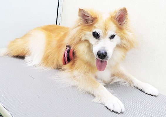 村松ゴンちゃん