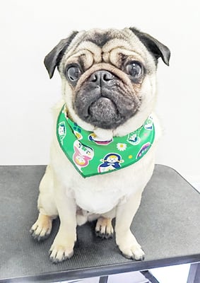 田邊ギンちゃん