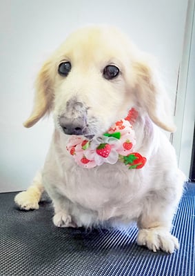 鳥越ハッピーちゃん