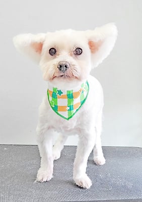 福元ミルクちゃん