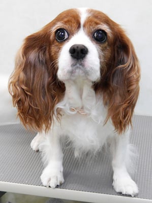 福留ジルちゃん