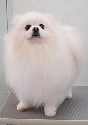 森崎ピュアちゃん