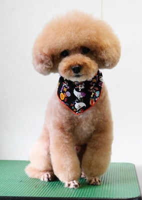 肥田クゥちゃん