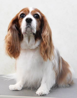 福留ジルちゃん