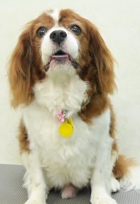 久永ココロちゃん