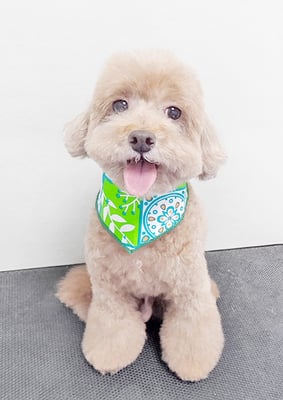 平田小鉄ちゃん