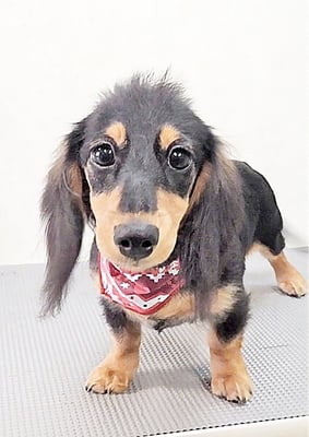 馬ラッキーちゃん