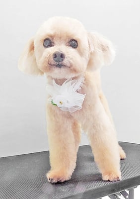 野口ティガちゃん