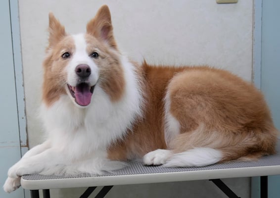 森本アンズちゃん