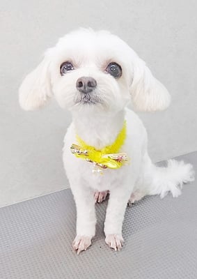 前原バニラちゃん