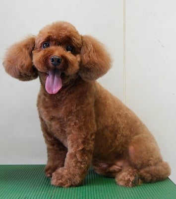 迫田リクちゃん