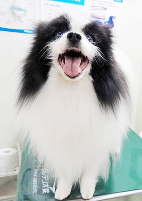 八木マリアンちゃん